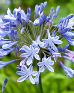 Agapanthus Blue Giant3
